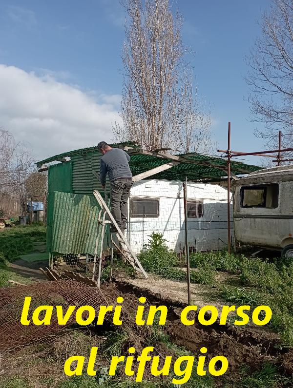 Charlie! Di fronte la fotocamera Charlie si mette in posa... Foto 6